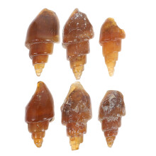 6 Agata Conchiglia Rara Gasteropode Collezione