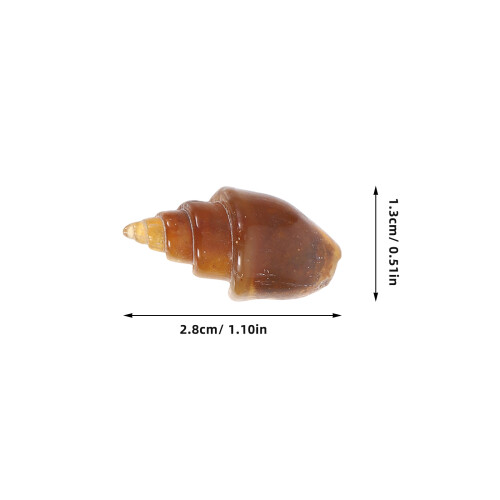 6 Agata Conchiglia Rara Gasteropode Collezione 2