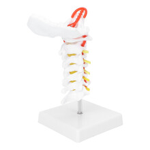 Modello della colonna cervicale con nervi spinali e arterie - Riproduzione anatomica educativa 20 cm