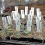 White plastic garden labels, 200 pieces, 10 x 1.6 cm 2