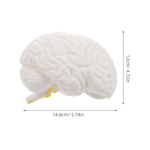 De Cérebro Anatomicamente Com Base Para 2