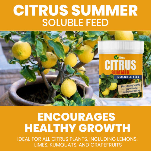 Vitax Vitax Citrus Liquid 250ml+Soluble Summer Feed 200g 1