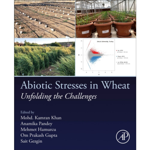 Abiotic Stresses in Wheat Paperback Book