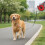 Retracting Pet Leashes with Fast Release Lock Easy-White 1 5