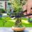 Handgeschmiedete Bonsai-Astschneider, konkave 3