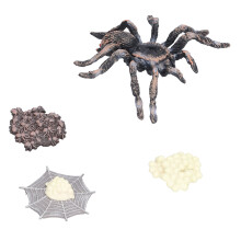 Modèle en plastique du cycle de croissance de l'araignée Giant Whiteknee