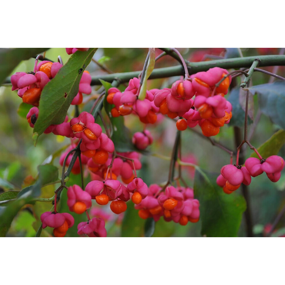 Direct Plants Unisex Green Euonymus Europaeus Spindle Tree Plant Shrub 4-5Ft In Extra Large - Image 2