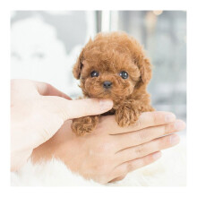 (brown) My Robot Puppy Plush for Kids Like a Real Puppy - Walking, Barking