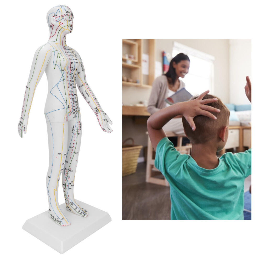 Women Acupuncture Model with Base for Traditional Practice Training 60cm
