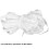 2 Roll White Roses Anti-Collision 2