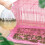 Plastic Cage Liners For Pet Care Guinea Pig Cage 100 Sheets 11