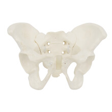 1Pc modèle pelvien médecine Mini modèle de bassin féminin