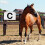 Training Arenas Marker for Event and Equestrian-4 Piece Set 5