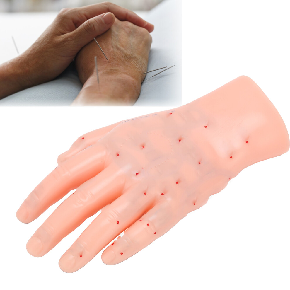 Left Hand Acupuncture Point Model PVC Teaching Hand Acupoint Reflection Area