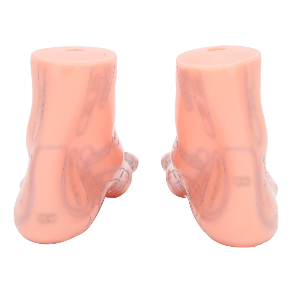 Eco-friendly PVC Reflexology Feet Model - Acupoint Guide 1 Pair