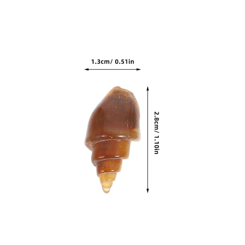 6St Agate Schnecke Conch Für Sammlung Unterricht 1