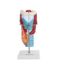 2Xplastic Scientific Throat Anatomy Model for Medical Study