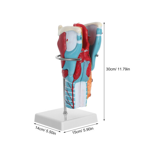 2Xplastic Scientific Throat Anatomy Model for Medical Study 1
