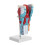 2Xplastic Scientific Throat Anatomy Model for Medical Study 10