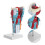 2Xplastic Scientific Throat Anatomy Model for Medical Study 9