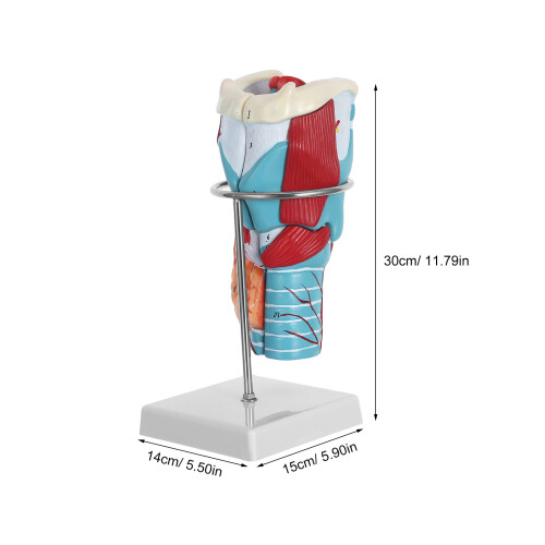 2Xplastic Scientific Throat Anatomy Model for Medical Study 2