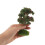 5 Unidades Artificial Miniatura Plástico Para Decoración 4