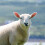 100 Pièces Marqueurs D'Oreille Pour Mouton, Chèvre 4