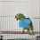 2 Pièces Collier Anti-Morsure En De Pour Oiseaux 7