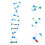 Double Helix DNA Moleculair Model Voor 10