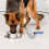 Concha Para De Animais Com Clipe Aço Inoxidável 6