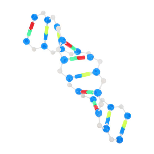Educational Dna-Modell Helix För Och Molekylärbiologi
