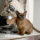 4 Unidades Lançador De Comprimidos Para Pets: Cachorro 7