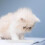 4 Unidades Lançador De Comprimidos Para Pets: Cachorro 6