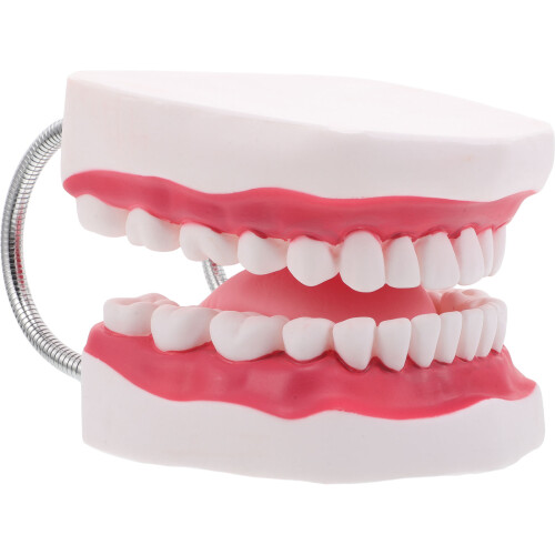 Multi PVC Teaching Model with Integrated Teeth and Gums