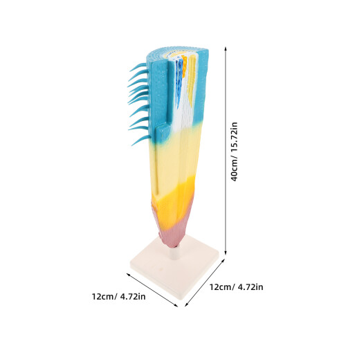 Rootprofielmodel Maisplant Structuur Props Wortelsectie 1