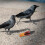 Crow Call : Appeau De Corbeau Portable À Son Fort Et 7