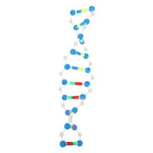 Double Helix Dna Molekularmodell Für Unterricht Labor