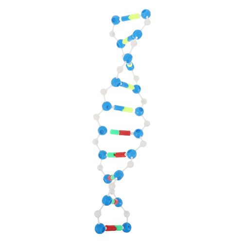 Molecular Doble Dna Para Enseñanza De Genes
