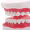 Modello Con Lingua Per Didattica E Dimostrazione Odontoiatrica 8
