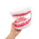 Modello Con Lingua Per Didattica E Dimostrazione Odontoiatrica 4