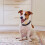 Pingente Metal Para Animais Com Sino Ajustável Para E Cães 6