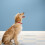 Pingente Metal Para Animais Com Sino Ajustável Para E Cães 7