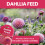 Vitax Vitax Liquid Dahlia Feed Concentrated 1L 9