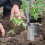 Holeborrare För Plantering Av Plantor Och Blommor 7