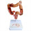 Teaching Model,Human Large Intestine Anatomy Model Visceral Lesion Human Digestive System Learning 1