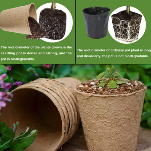Biodegradable 6cm Peat Pots - 50Pcs Ideal for Seedling Transplant 2