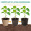 Biodegradable 6cm Peat Pots - 50Pcs Ideal for Seedling Transplant 9