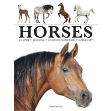Horses by Paula Hammond Paperback Book