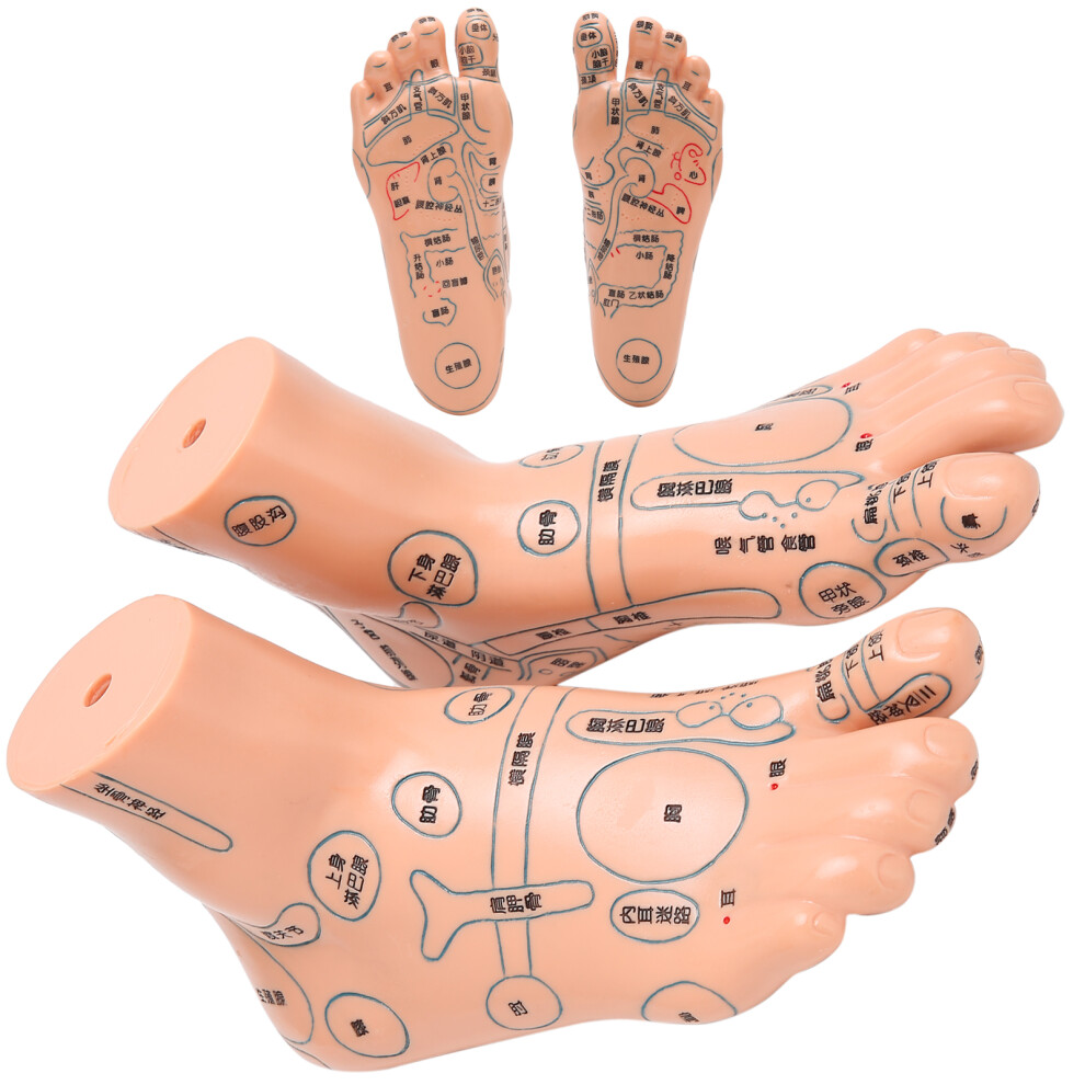 2pcs 19cm PVC Foot Acupoint Model Teaching Aid - 7.5in Foot Model