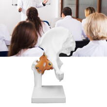 Hüftknochenmodell Menschliches Hüftgelenk Skelett Lehrmodell Realistisches & Robust Material